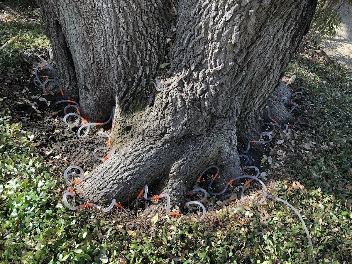 Detailed Tree Cabling and Bracing job site in Charleroi